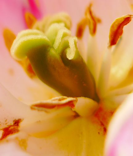 Kukkakauppa Villiruusu